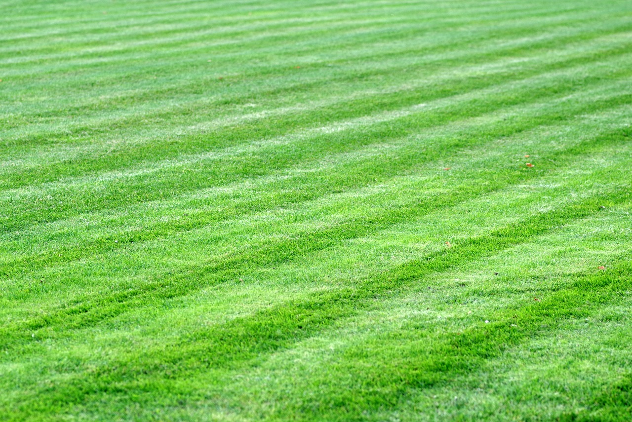grass, meadow, lawn-2981390.jpg
